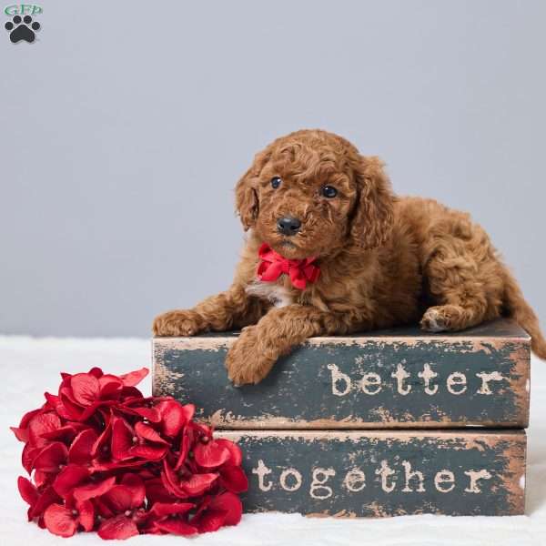 Corrie, Miniature Poodle Puppy